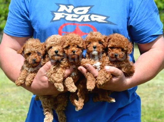 Ev Ortamında Poodle Bebekler