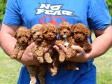 2 karma aşılı toy poodle yavrular 