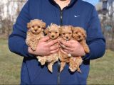 Ev Ortamında Poodle Bebekler