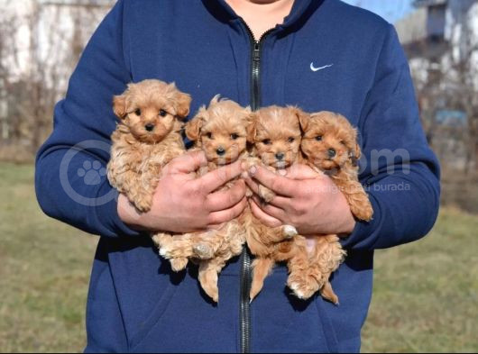 Ev Ortamında Poodle Bebekler görsel