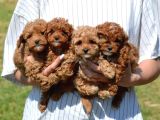 Çift aşılı testleri yapılmış poodle yavrular