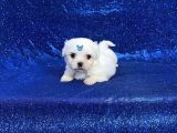 Mikro Boy Maltese Yavrularım