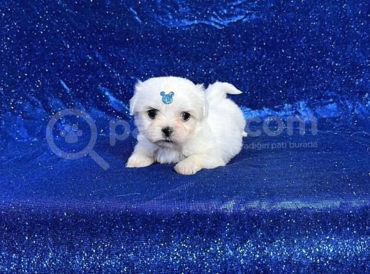 Mikro Boy Maltese Yavrularım görsel