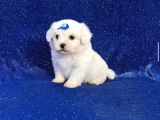 Mikro Boy Maltese Yavrularım