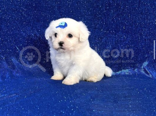 Mikro Boy Maltese Yavrularım görsel
