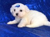Mikro Boy Maltese Yavrularım