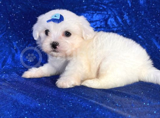 Mikro Boy Maltese Yavrularım görsel