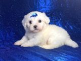 Mikro boy maltese yavrularım