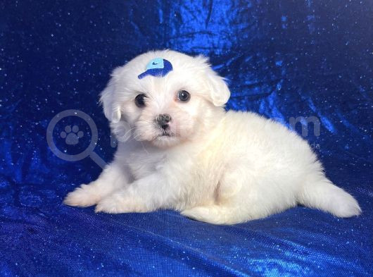 Mikro Boy Maltese Yavrularım