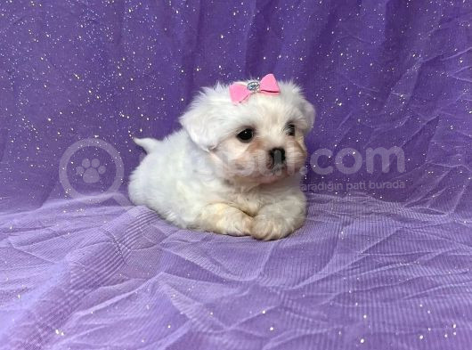 Mikro Boy Maltese Yavrularım görsel