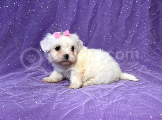 Mikro Boy Maltese Yavrularım görsel