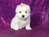 2 Kg Garantili Mikro Ve Kampanyalı Maltese Yavruları