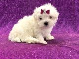 Çift Aşılı Teacup Maltese  Bebeklerim