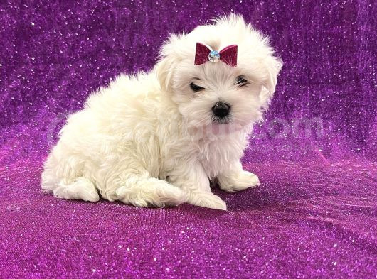 Çift Aşılı Teacup Maltese  Bebeklerim görsel