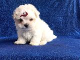 Çift Aşılı Teacup Maltese  Bebeklerim