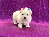 Çift Aşılı Teacup Maltese  Bebeklerim
