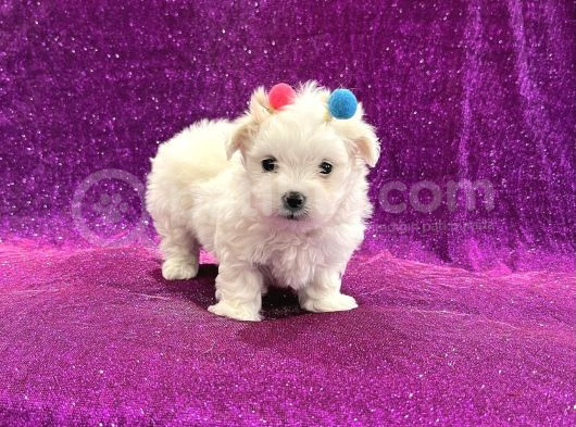 Çift Aşılı Teacup Maltese  Bebeklerim görsel