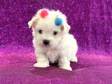 Çift Aşılı Teacup Maltese  Bebeklerim