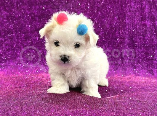 Çift Aşılı Teacup Maltese  Bebeklerim görsel