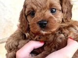 Veteriner Kontrolünde Teslim Poodle  Bebekler