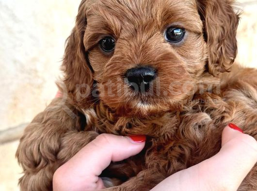 Veteriner Kontrolünde Teslim Poodle  Bebekler görsel