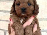 Veteriner Kontrolünde Teslim Poodle  Bebekler