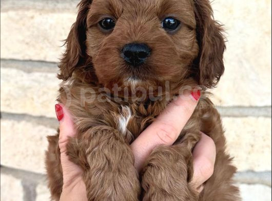 Veteriner Kontrolünde Teslim Poodle  Bebekler görsel