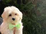 Çift aşılı Teacup maltese  bebeklerim
