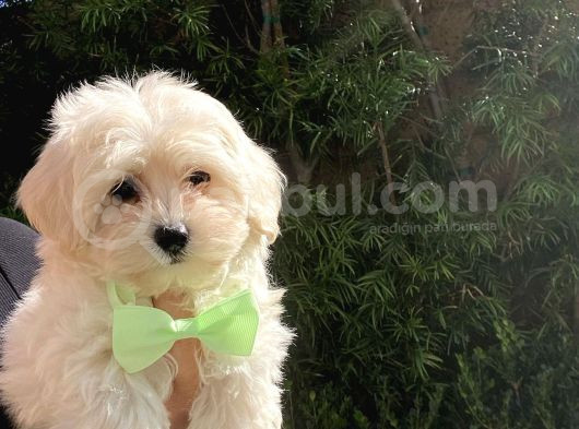 Çift Aşılı Teacup Maltese  Bebeklerim