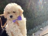 Çift Aşılı Teacup Maltese  Bebeklerim