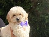 Çift Aşılı Teacup Maltese  Bebeklerim