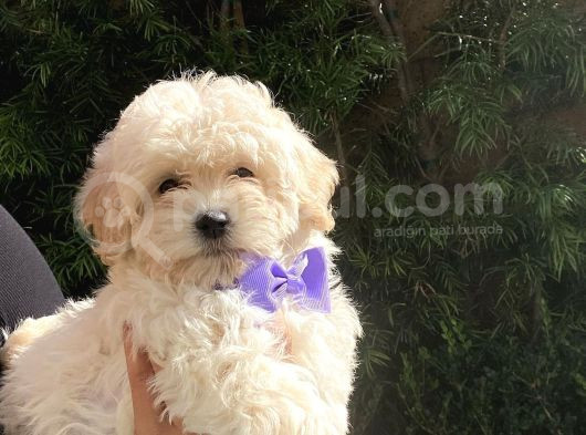 Çift Aşılı Teacup Maltese  Bebeklerim görsel