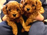 gençlik aşılı tuvalet eğitimli poodle yavrular