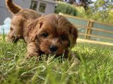 Veteriner Kontrolünde Teslim Poodle  Bebekler