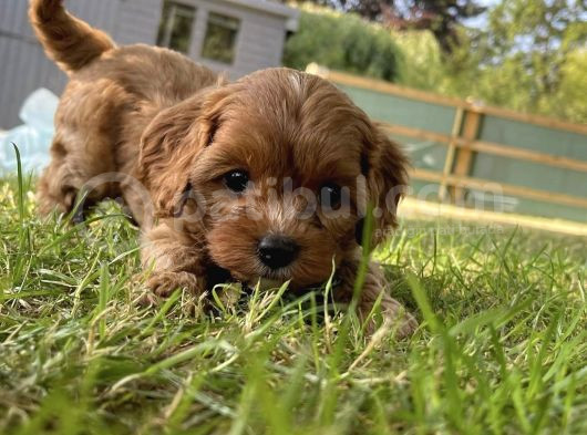 Veteriner Kontrolünde Teslim Poodle  Bebekler görsel