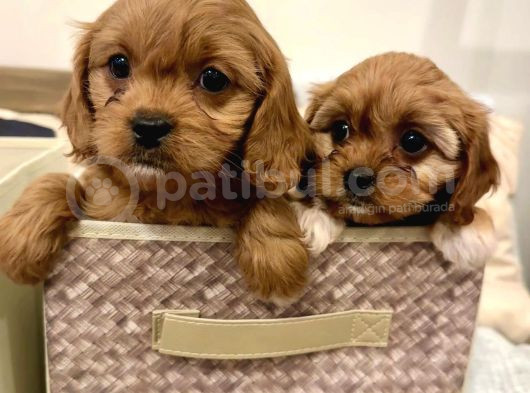 Veteriner Kontrolünde Teslim Poodle  Bebekler