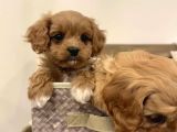 Veteriner Kontrolünde Teslim Poodle  Bebekler