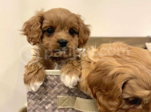 Veteriner Kontrolünde Teslim Poodle  Bebekler görsel