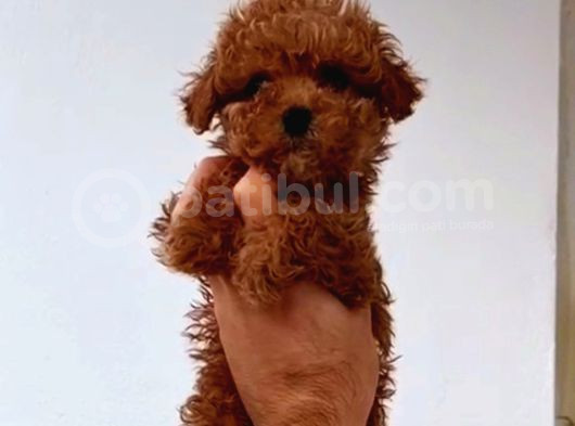 Kıpkırmızı Red Tooy Poodle Sevimli Yavrular  görsel
