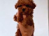 Kıpkırmızı Red tooy poodle sevimli yavrular 