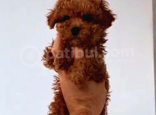 Kıpkırmızı Red Tooy Poodle Sevimli Yavrular 