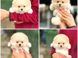 Ayı Surat Teddy Bear Sözleşme Garantili Safkan Pomeranian