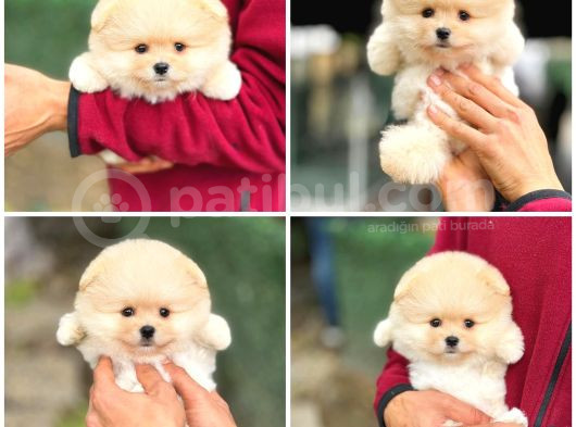 Ayı Surat Teddy Bear Sözleşme Garantili Safkan Pomeranian görsel