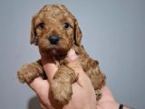 Çift Aşılı Testleri Yapılmış Poodle Yavrular