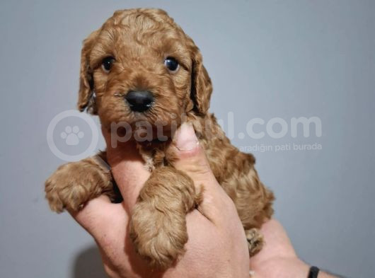 Çift Aşılı Testleri Yapılmış Poodle Yavrular görsel