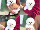 Ayı surat teddy bear Sözleşme garantili safkan Pomeranian