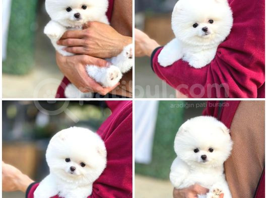 Ayı Surat Teddy Bear Sözleşme Garantili Safkan Pomeranian