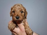 Çift Aşılı Testleri Yapılmış Poodle Yavrular