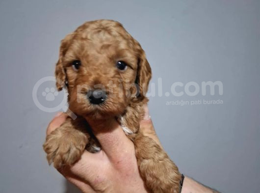 Çift Aşılı Testleri Yapılmış Poodle Yavrular görsel
