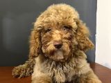 Ev Ortmında Sağlık Garantili Toy Poodle Kardeşler